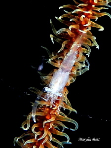 Tiny shrimp on a Whip coral. by Marylin Batt 